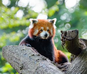 Preview wallpaper red panda, cute, panda, tree
