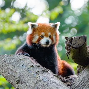 Preview wallpaper red panda, cute, panda, tree