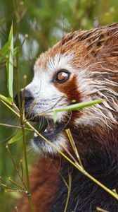 Preview wallpaper red panda, eyes, bamboo, animal