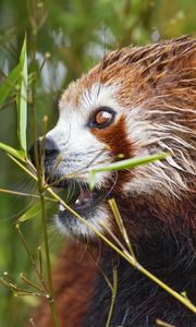 Preview wallpaper red panda, eyes, bamboo, animal