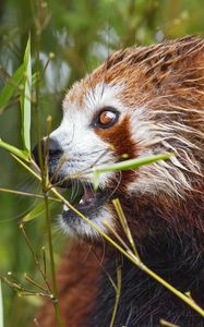 Preview wallpaper red panda, eyes, bamboo, animal