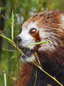 Preview wallpaper red panda, eyes, bamboo, animal