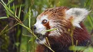 Preview wallpaper red panda, eyes, bamboo, animal