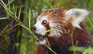 Preview wallpaper red panda, eyes, bamboo, animal