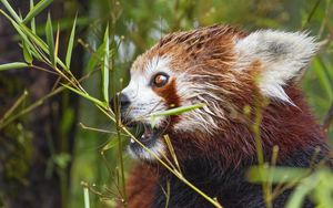 Preview wallpaper red panda, eyes, bamboo, animal