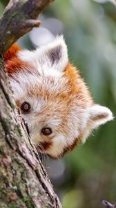 Preview wallpaper red panda, eyes, tree, bark, animal
