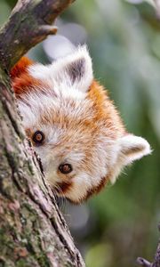 Preview wallpaper red panda, eyes, tree, bark, animal