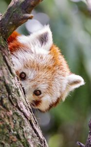 Preview wallpaper red panda, eyes, tree, bark, animal