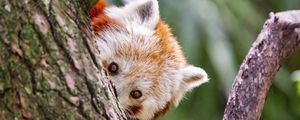 Preview wallpaper red panda, eyes, tree, bark, animal