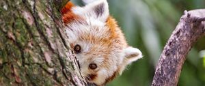 Preview wallpaper red panda, eyes, tree, bark, animal