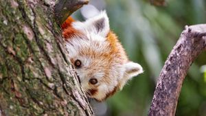 Preview wallpaper red panda, eyes, tree, bark, animal