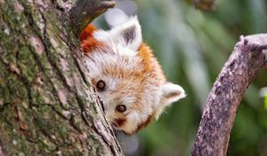 Preview wallpaper red panda, eyes, tree, bark, animal