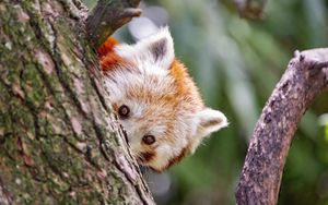 Preview wallpaper red panda, eyes, tree, bark, animal