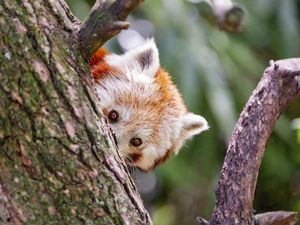 Preview wallpaper red panda, eyes, tree, bark, animal