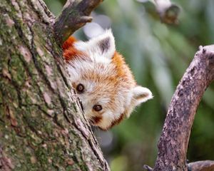 Preview wallpaper red panda, eyes, tree, bark, animal