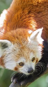 Preview wallpaper red panda, eyes, wildlife, branch