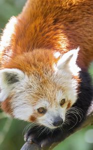 Preview wallpaper red panda, eyes, wildlife, branch