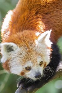 Preview wallpaper red panda, eyes, wildlife, branch