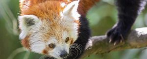 Preview wallpaper red panda, eyes, wildlife, branch