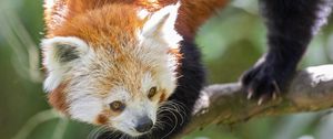 Preview wallpaper red panda, eyes, wildlife, branch