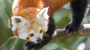 Preview wallpaper red panda, eyes, wildlife, branch