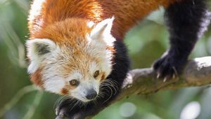 Preview wallpaper red panda, eyes, wildlife, branch