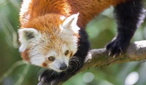 Preview wallpaper red panda, eyes, wildlife, branch