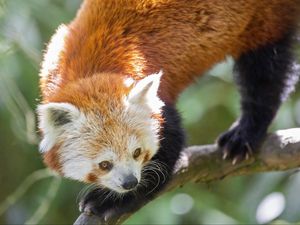 Preview wallpaper red panda, eyes, wildlife, branch