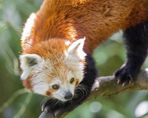 Preview wallpaper red panda, eyes, wildlife, branch