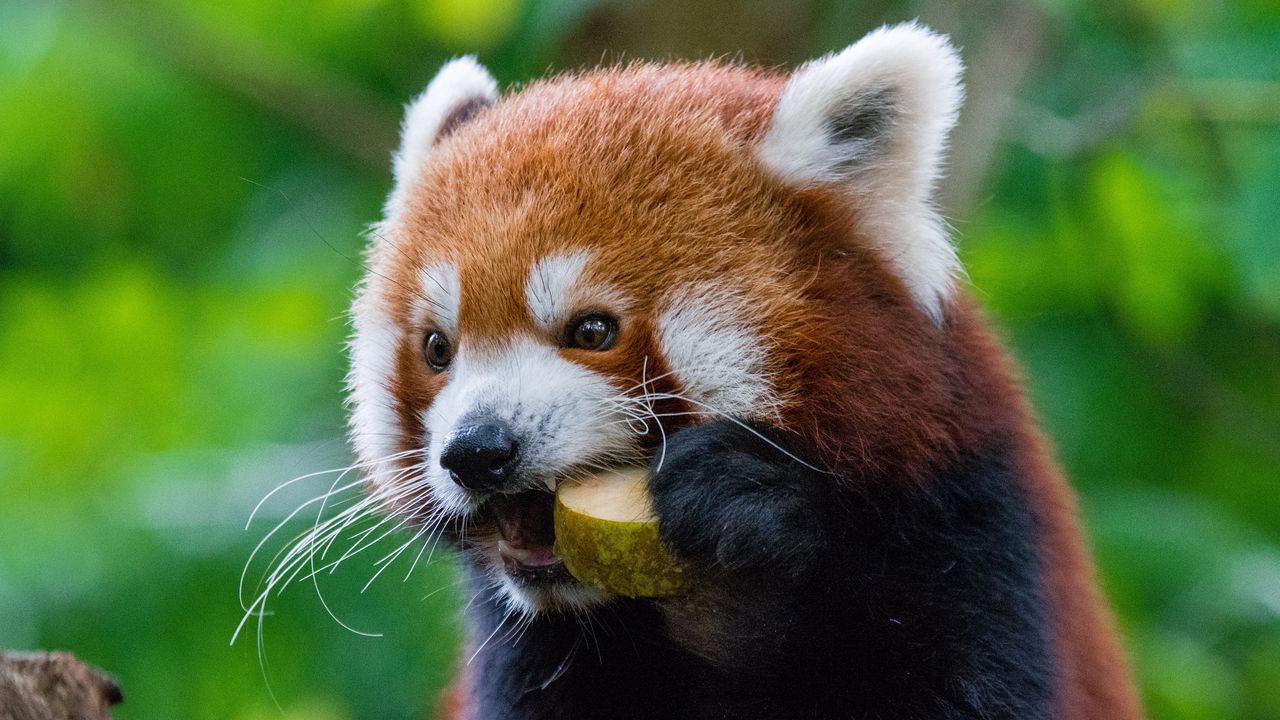 Wallpaper red panda, fiery panda, food