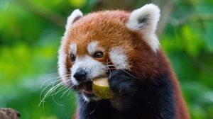 Preview wallpaper red panda, fiery panda, food