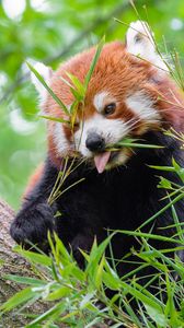 Preview wallpaper red panda, fire panda, protruding tongue, food