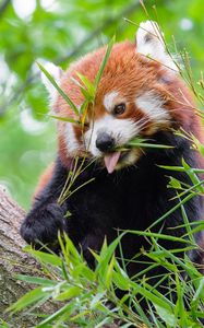 Preview wallpaper red panda, fire panda, protruding tongue, food