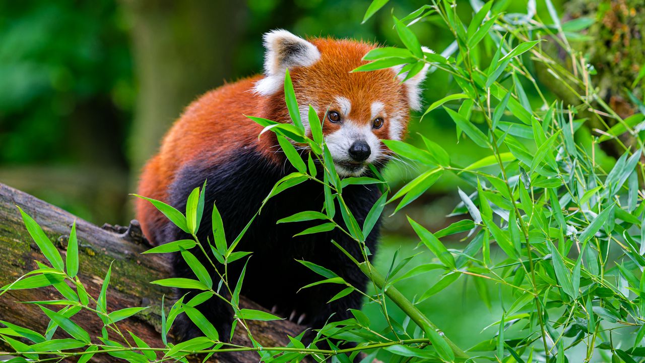 Wallpaper red panda, funny, animal, leaves