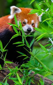 Preview wallpaper red panda, funny, animal, leaves