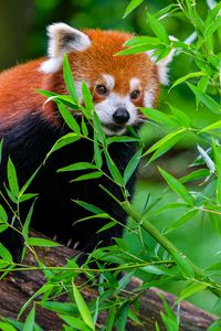 Preview wallpaper red panda, funny, animal, leaves