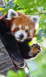 Preview wallpaper red panda, funny, animal, paw