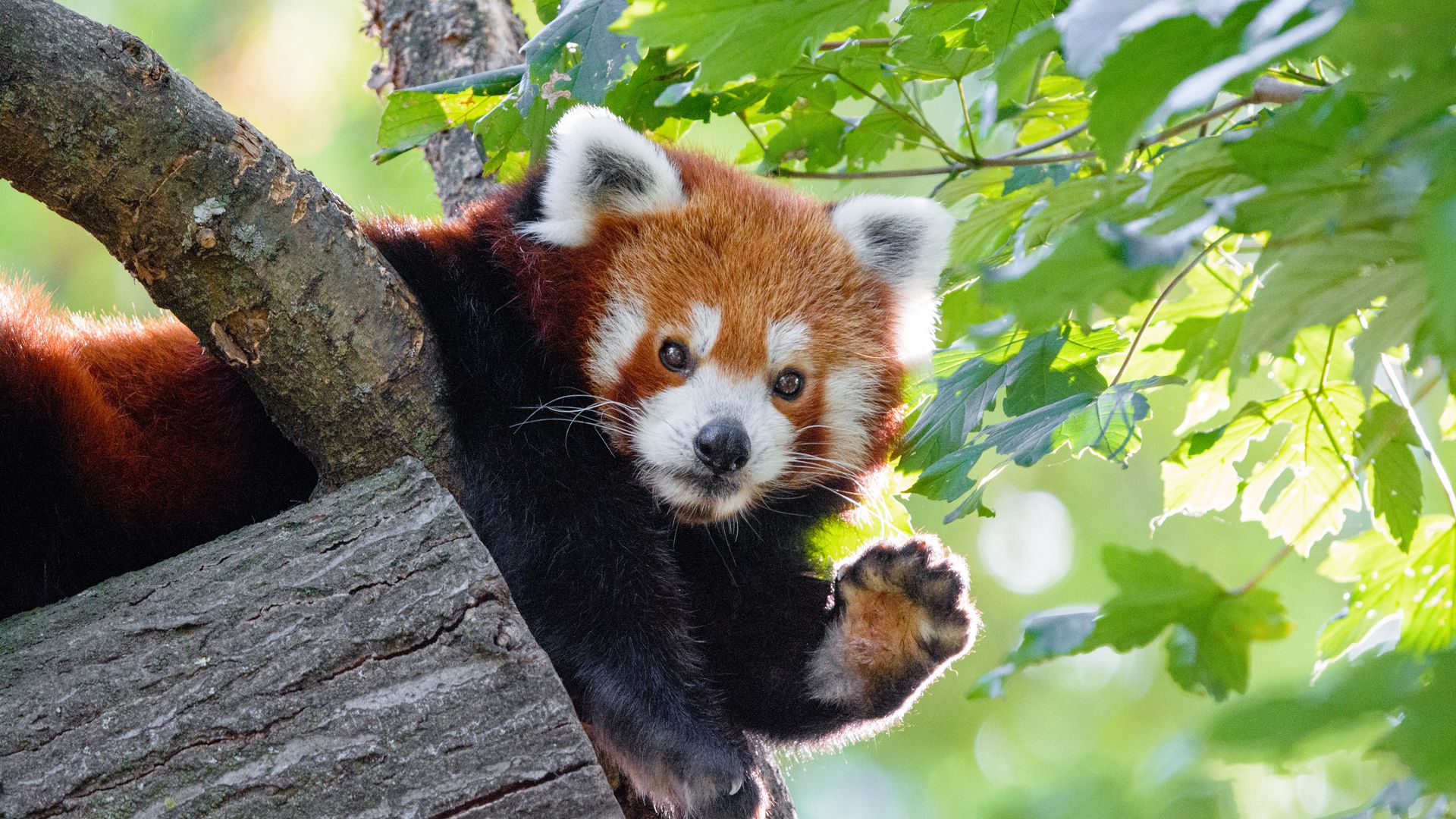 Download wallpaper 1920x1080 red panda, funny, animal, paw full hd, hdtv,  fhd, 1080p hd background