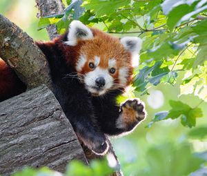 Preview wallpaper red panda, funny, animal, paw