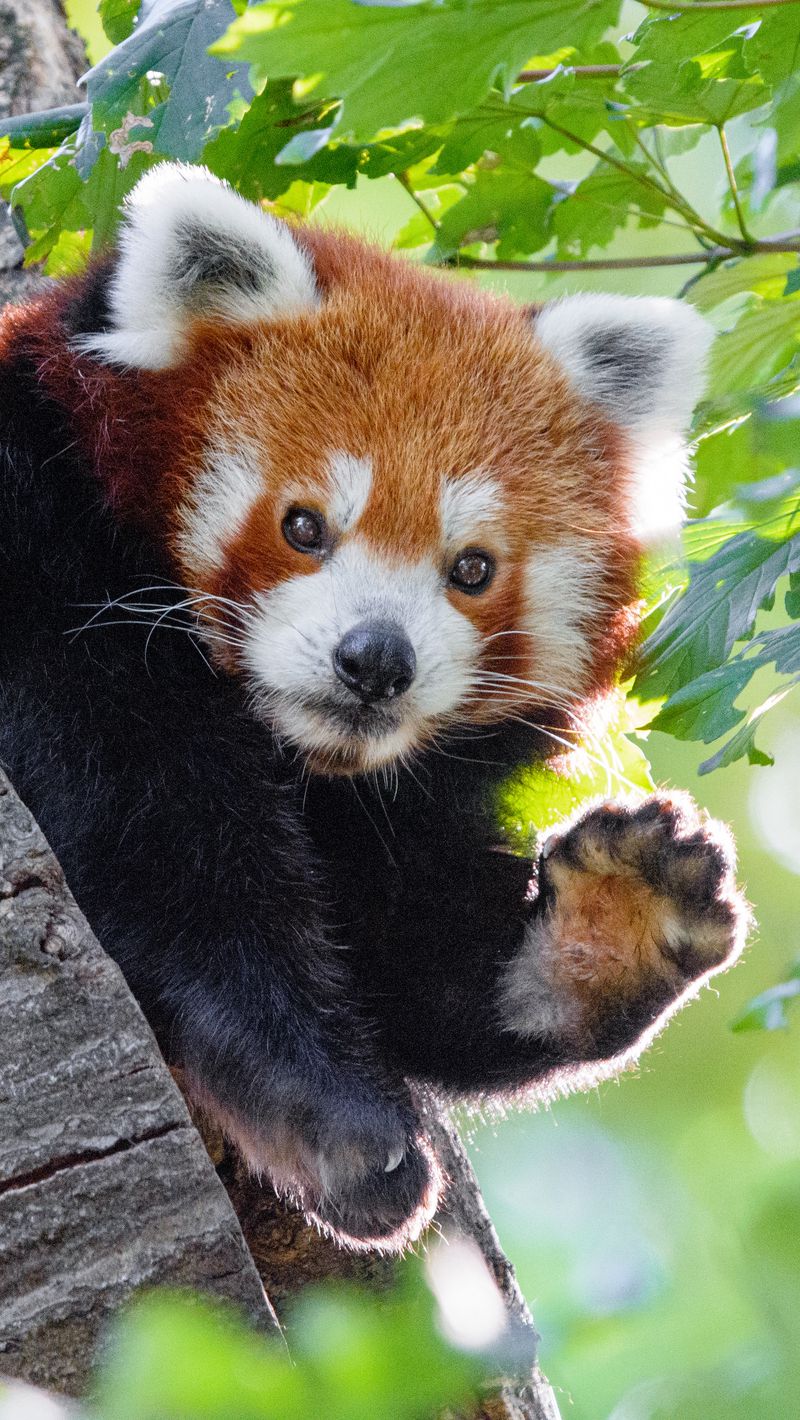 red panda HD wallpapers backgrounds