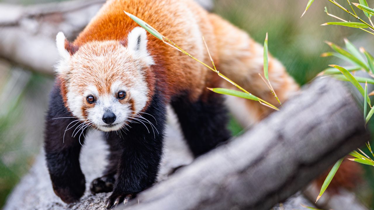 Wallpaper red panda, glance, animal, cute