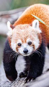 Preview wallpaper red panda, glance, animal, cute