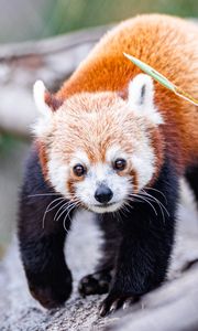 Preview wallpaper red panda, glance, animal, cute