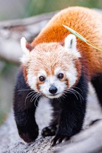 Preview wallpaper red panda, glance, animal, cute