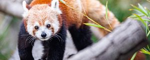 Preview wallpaper red panda, glance, animal, cute