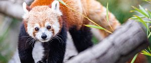 Preview wallpaper red panda, glance, animal, cute