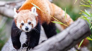 Preview wallpaper red panda, glance, animal, cute