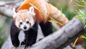 Preview wallpaper red panda, glance, animal, cute