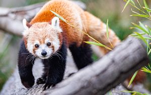 Preview wallpaper red panda, glance, animal, cute