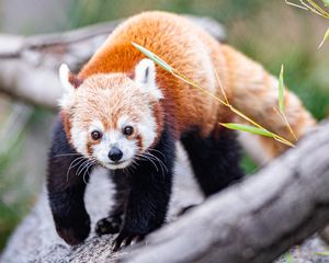 Preview wallpaper red panda, glance, animal, cute